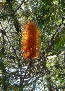 Native_Banksia